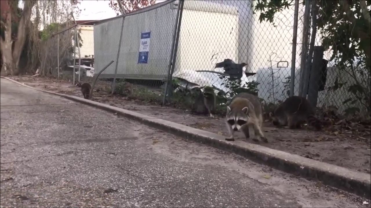 Nourrir un raton laveur à la main : mauvaise idée!