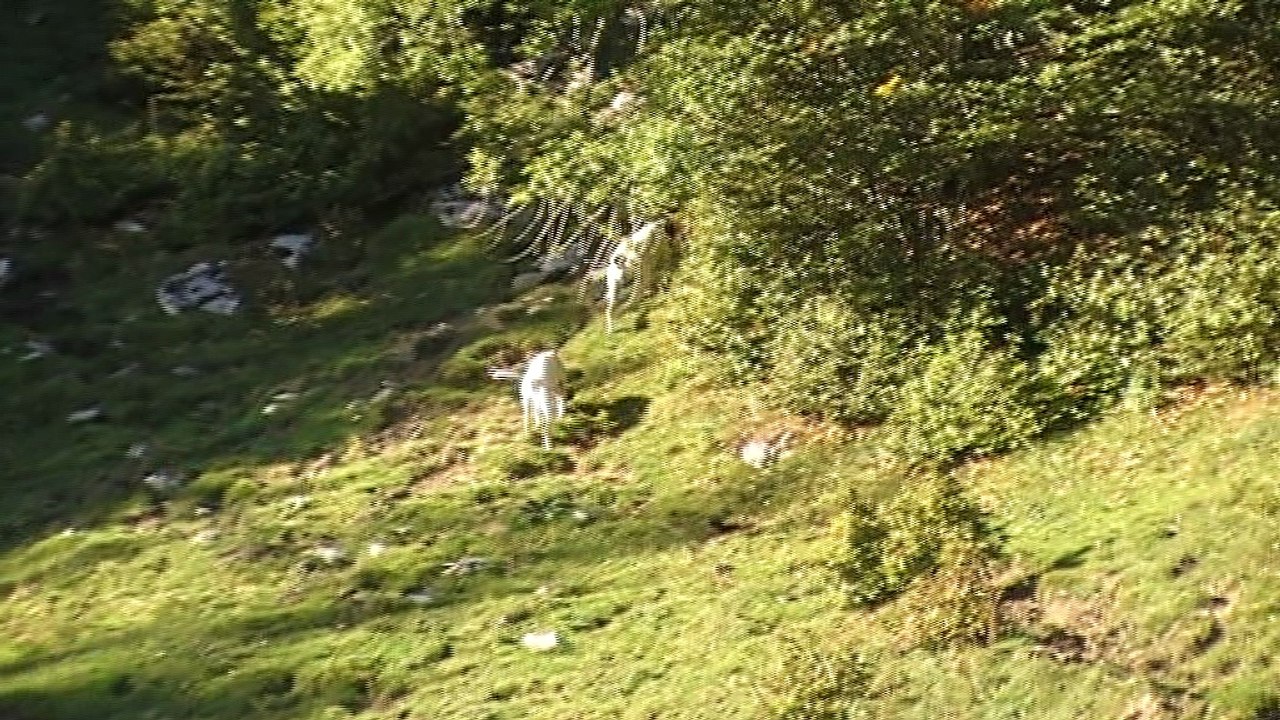 Chasse du lièvre en montagne avec des Ariégeois