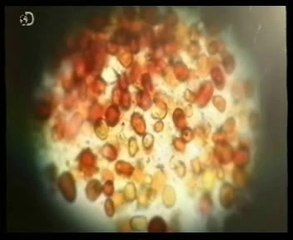 Origen de la vida: Lluvia roja de Kerala