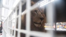 33 rescued circus lions airlifted to South Africa