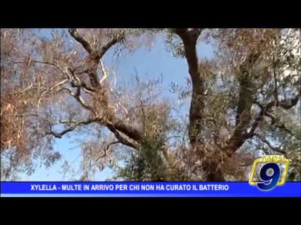 Xylella, multe in arrivo per chi non ha curato il batterio