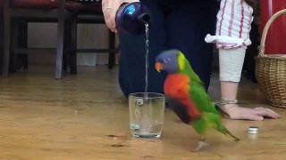 Funny Parrot got mad