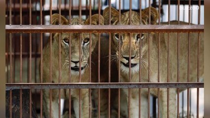 One of the Largest Circus Lion Rescues Ever
