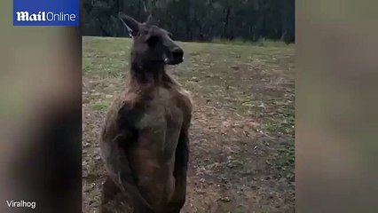 Hilarious moment kangaroo tires to fight it's reflection