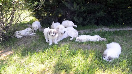 Chiots Montagne des Pyrénées LOF Patou de grande qualité nés le 20/02/2016 issu de Hawaï de la Plaine d'Astrée