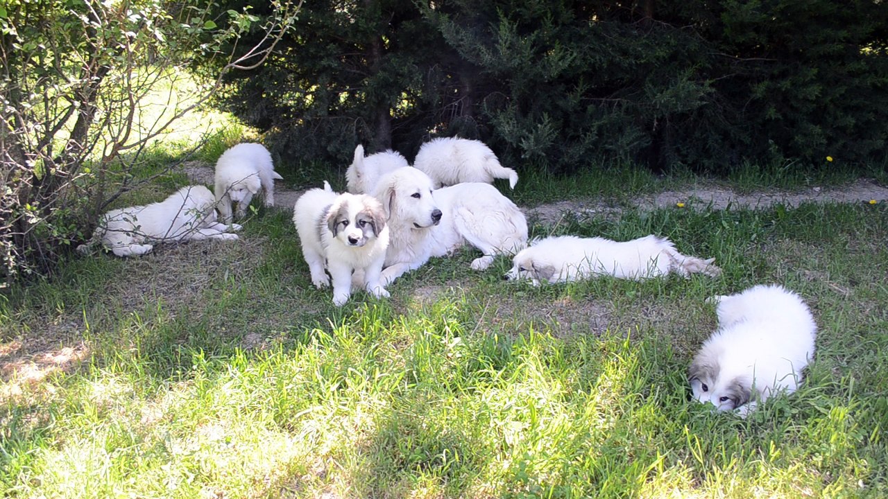 Chiots Montagne des Pyrénées LOF Patou de grande qualité nés le 20/02/2016 issu de Hawaï de la Plaine d'Astrée