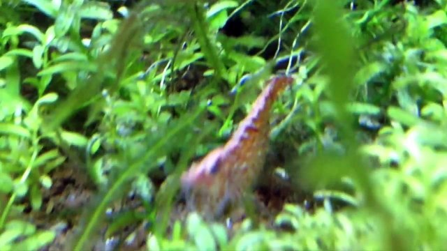 АКВАРИУМ РАСБОРА. Стайные аквариумные рыбки. Animals & fish.