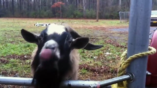 The Pixies - Where Is My Mind (Animal Cover)