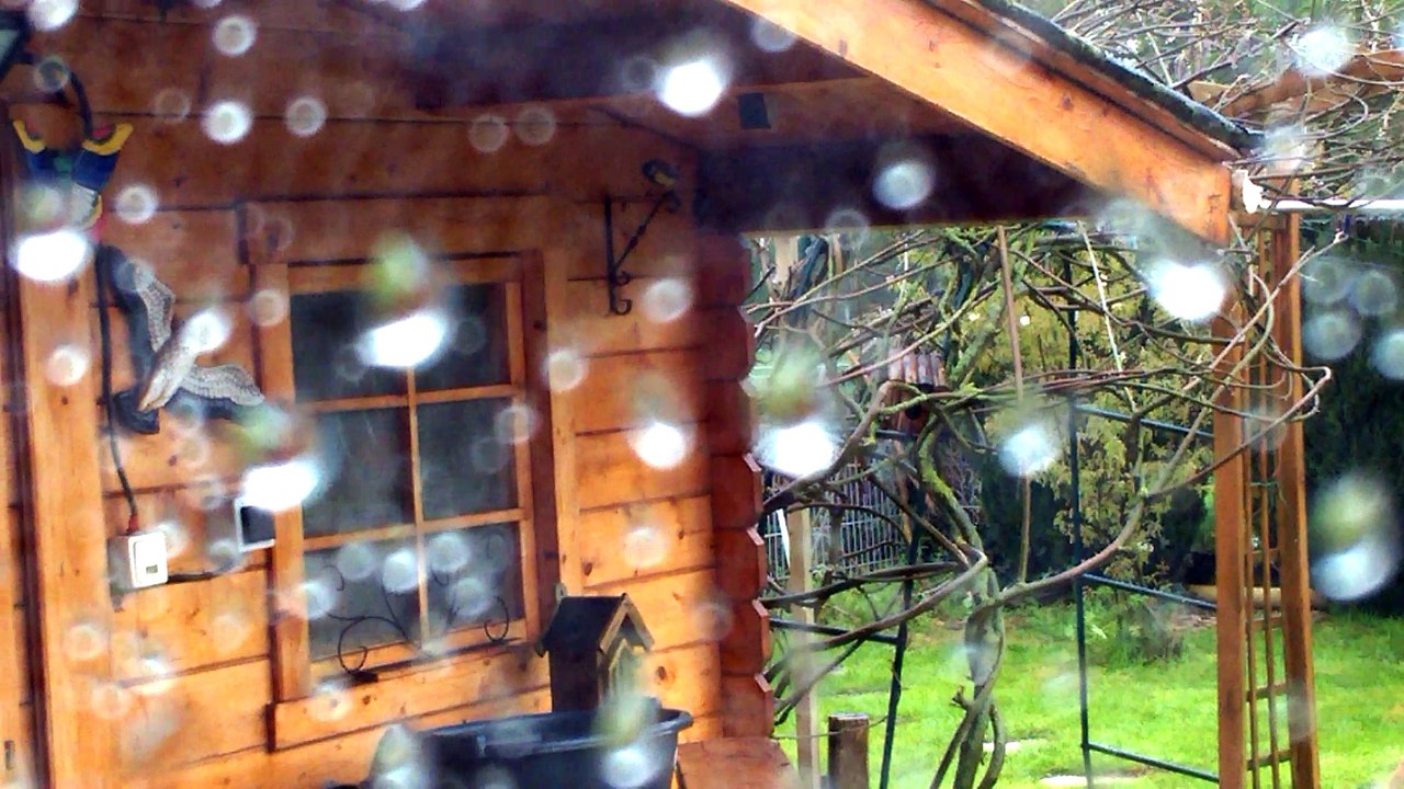 Des mésanges à l'abri de la pluie.... une maman ?