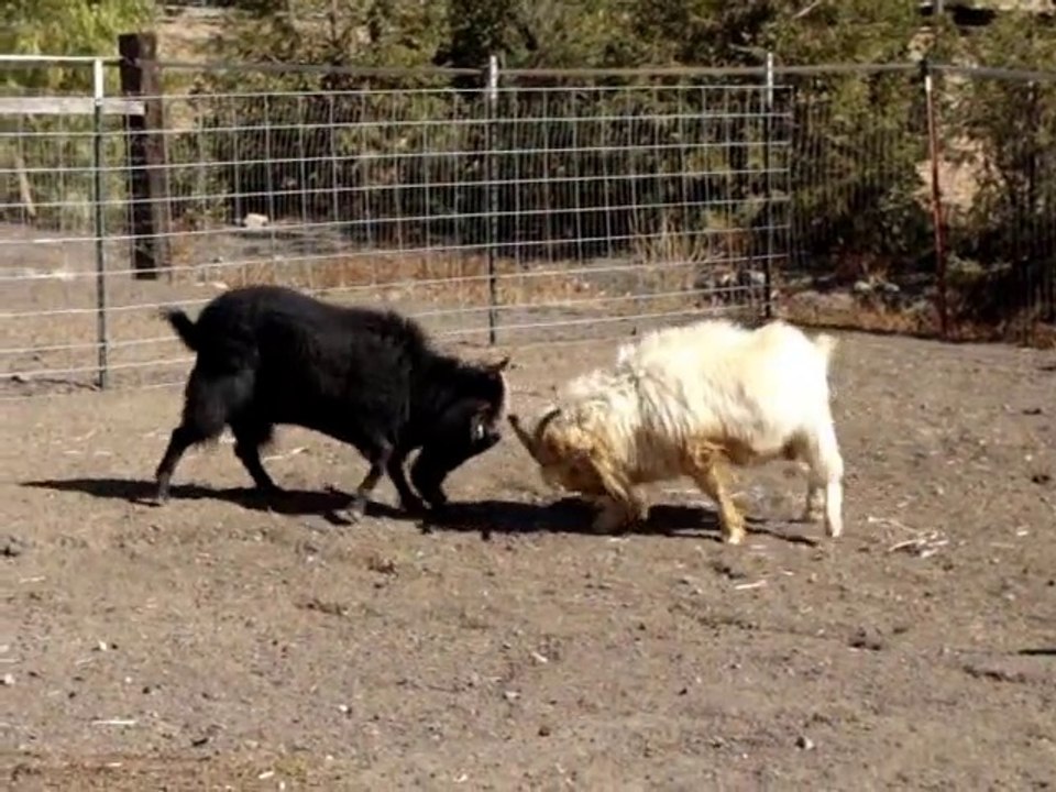 Goat vs Goat