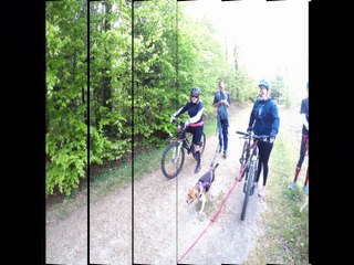 entrainement canicross camors