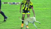 ¡Intruso en el campo! Este perro se cuela en el partido Táchira-Pumas y se lo pasa en grande jugando