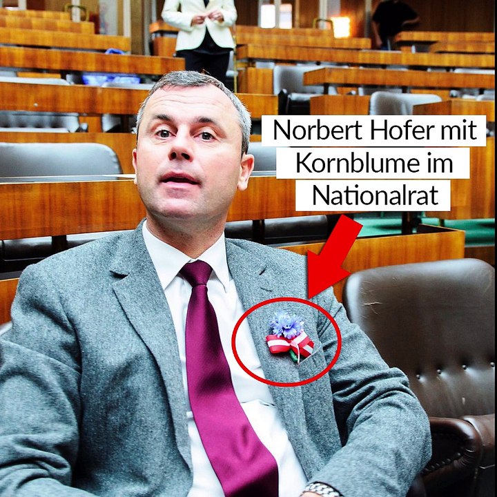 Norbert Hofer und die Kornblume