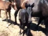 Jet Black PRE Pura Raza Espanol filly at 1 week out of Conde XXIII and a Doctor (Ganador) PRE mare