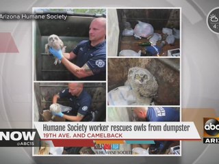Arizona Humane Society worker rescues owls from dumpster