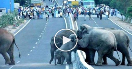 Funny Videos Try Not To Laugh Challenge Funny Pranks Funny