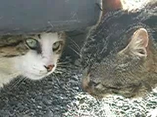 Réalisé sans trucages