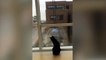 Cat befriends window washer