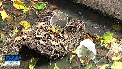 Zika virus prevention through mosquito control