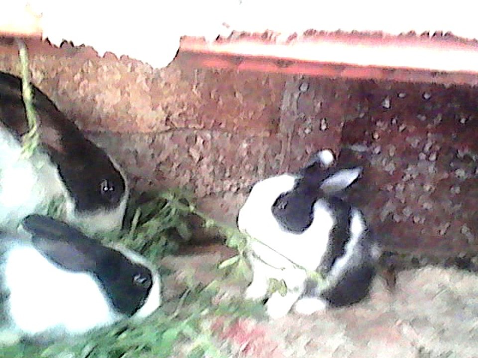 rabbit