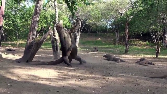 KKomodo Dragon Attacks | Komodo Dragon vs King Cobra | Komodo Dragon Documentary 2016