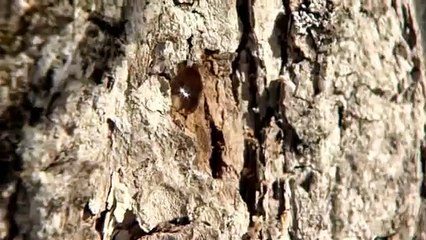 Exploding Maple Trees?!