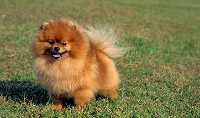 Top 10 Most Cuddly Dog Breeds