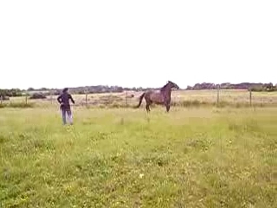 Nuristane dressage