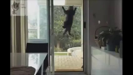 Pet Funniset Video - It's funny 555+