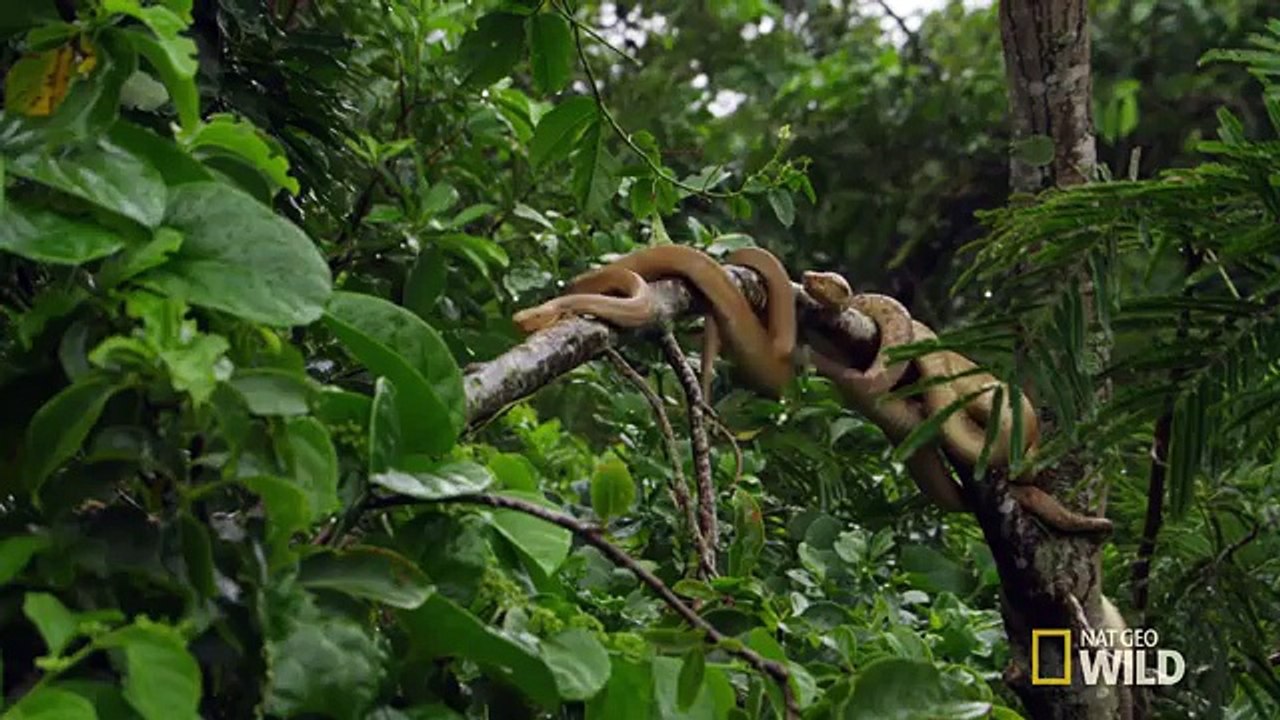 Welcome to Snake Island | Brazil
