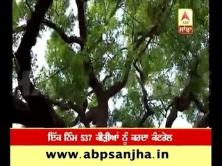 Campaign to save Neem trees