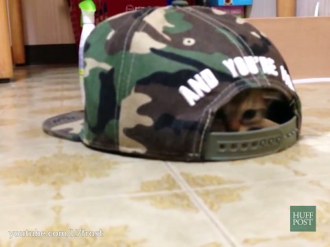 Avec des casquettes, ces chats se prennent pour des tortues