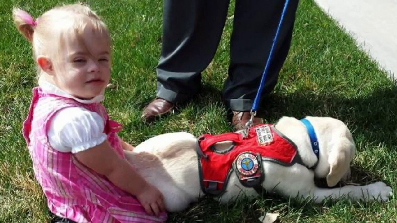 Un labrador sauve la vie de Sadie, 4 ans, atteinte de diabète et de trisomie 21