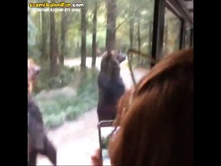 Mama için insana evrilen ayılar