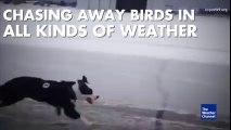 Ce chien garde les pistes d'un aéroport et chasse les oiseaux