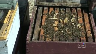 Stinging loss: $200K worth of bees stolen from beekeeper
