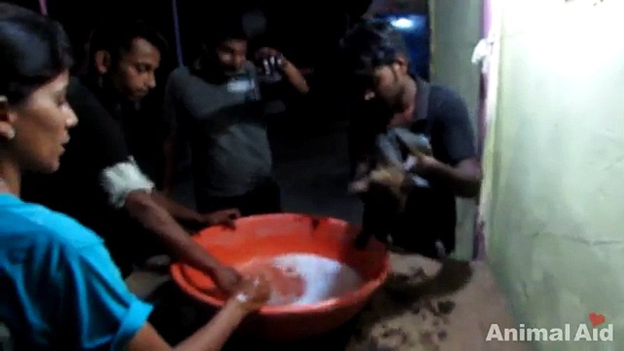 Questo cane è stato buttato nel catrame ma quattro persone meravigliose riusciranno a salvarlo.