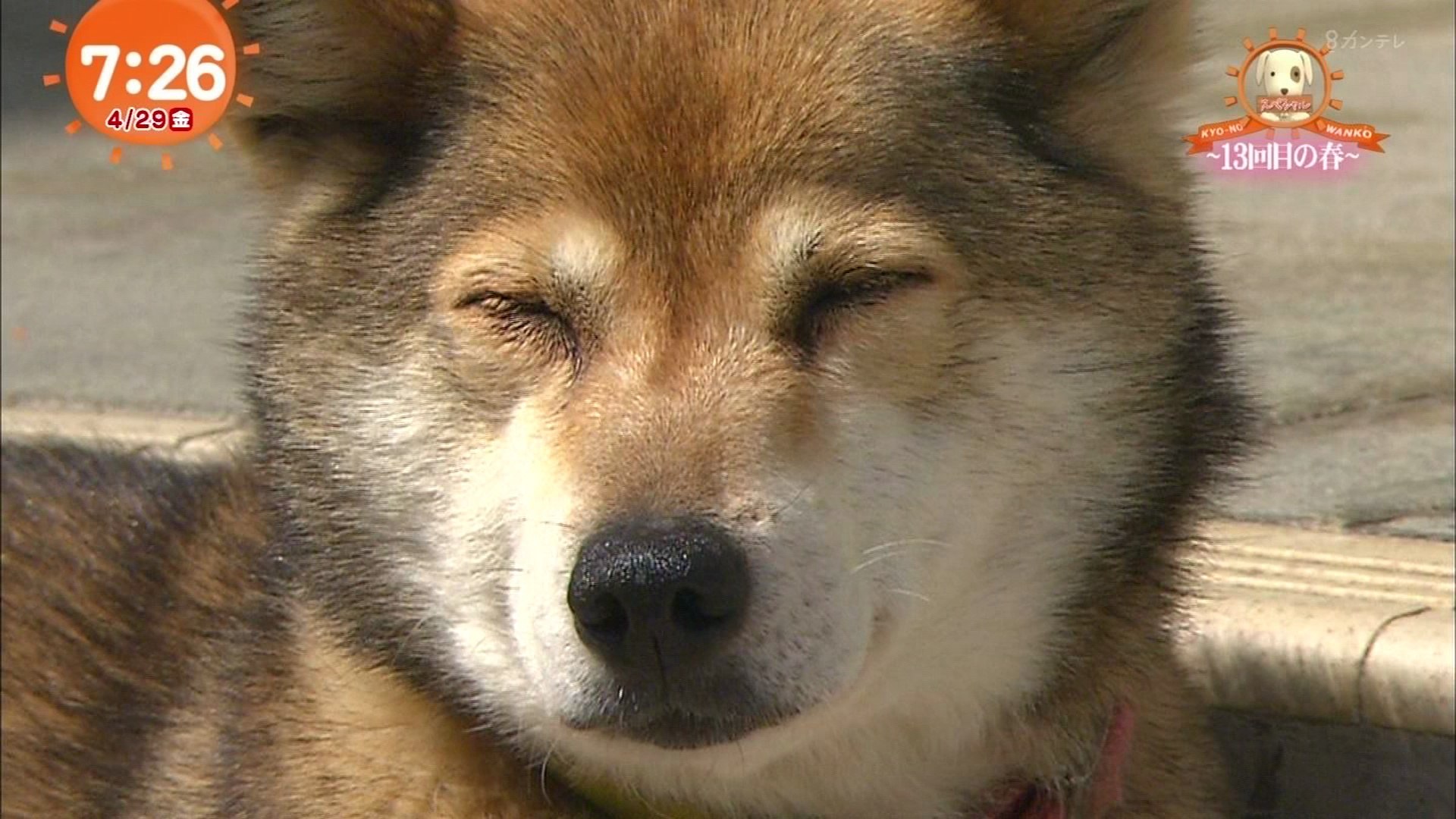 今日のわんこsp 動画 Dailymotion