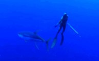 Surprise Whale Shark Attack On a Diver