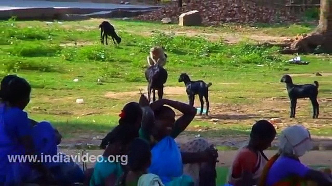 Goat And Monkey Funny Video _ India Video (1)