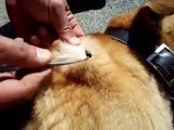 犬の体からピンセットでダニを摘出！！