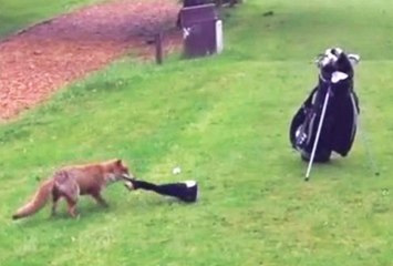 Daring Fox Tries To Steal Golf Sock