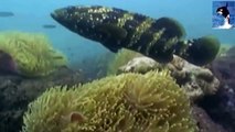 وثائقي - حيوانات البحر - الاخطبوط و مفترسات الاعما