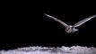 Experiment! How Does An Owl Fly So Silently - Super Powered Owls