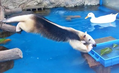 Jealous Anteater Desperately Wants To Steal Duck's Food. Can He Reach It?