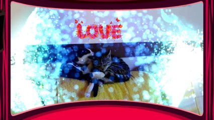 Unconditional love - Two kittens kissing - cute