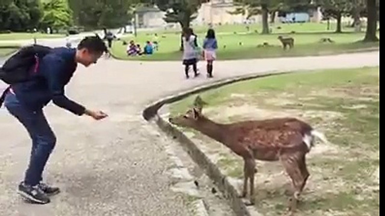 شاهد‬: غزال السيكا يقدم التحية للحصول على الطعام! كوكب اليابان يدهشك حتى في تعاملهم مع الحيوانات......