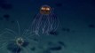 Une mini pieuvre colorée filmée à 3700m de profondeur dans l'océan Pacifique