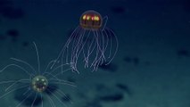 Une mini pieuvre colorée filmée à 3700m de profondeur dans l'océan Pacifique