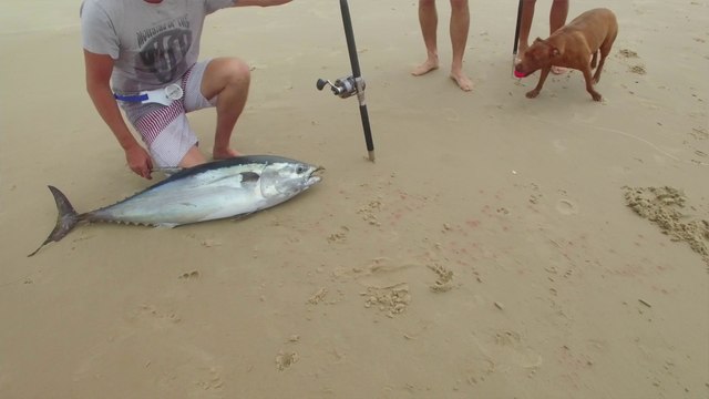 Ils pêchent un thon avec une ligne tractée par un Drone !